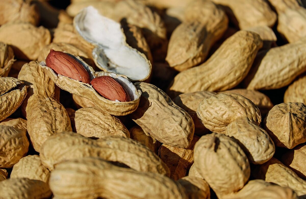 Peanut material and model 325 hydraulic oil press
